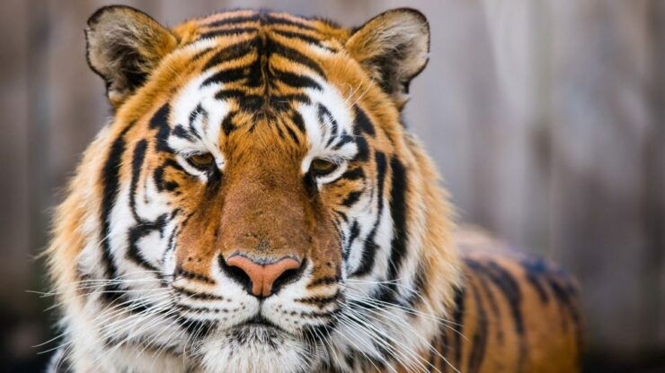From Delhi: 4-Day Golden Triangle & Ranthambore Tiger Safari - Day 2: Safari in Ranthambore National Park