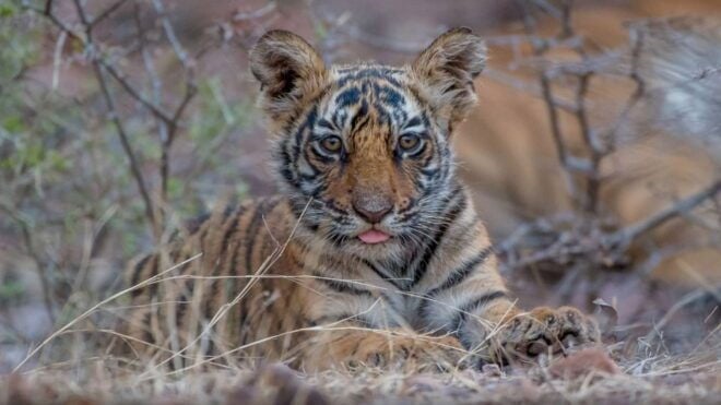 From Delhi: 4-Day Golden Triangle & Ranthambore Tiger Safari - Day 3: Exploring the Pink City of Jaipur