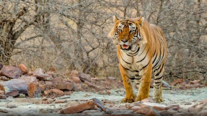 From Delhi: 4-Day Golden Triangle & Ranthambore Tiger Safari - Day 4: Full Itinerary and Highlights