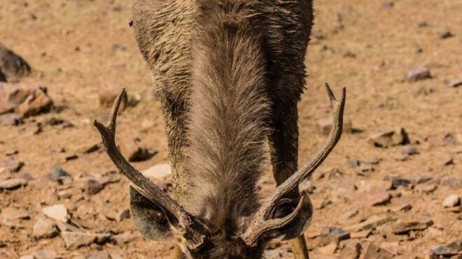 From Delhi: 4-Day Golden Triangle & Ranthambore Tiger Safari - Transportation and Value for Money