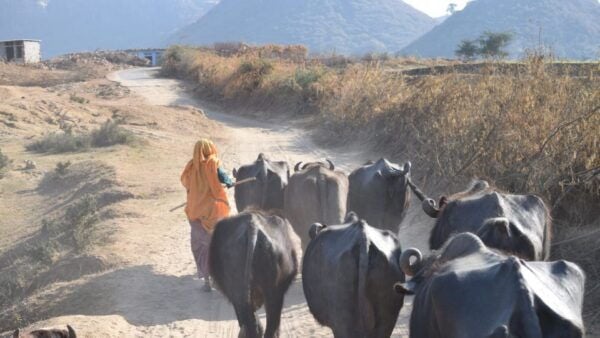 From Delhi: 4-Day Golden Triangle & Ranthambore Tiger Safari - Positive Participant Reviews and Feedback