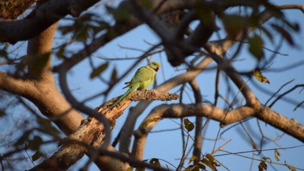 From Delhi: 4-Day Golden Triangle & Ranthambore Tiger Safari - Common Questions