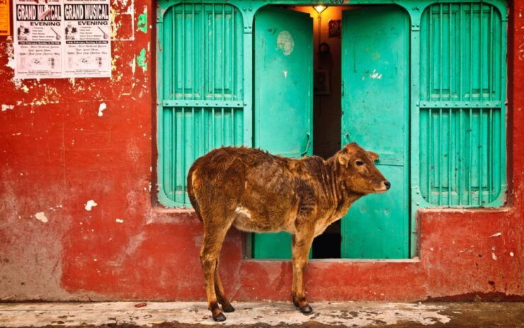 From Delhi: 4-Day Golden Triangle Tour - Inclusions