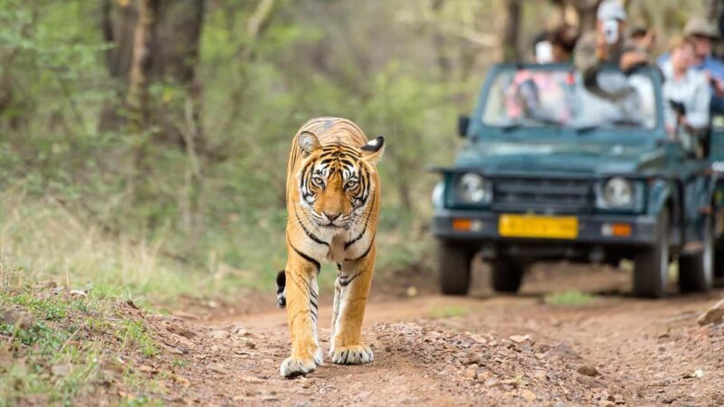 From Delhi: 4-Day Golden Triangle Tour with Tiger Safari - The Value of the Experience