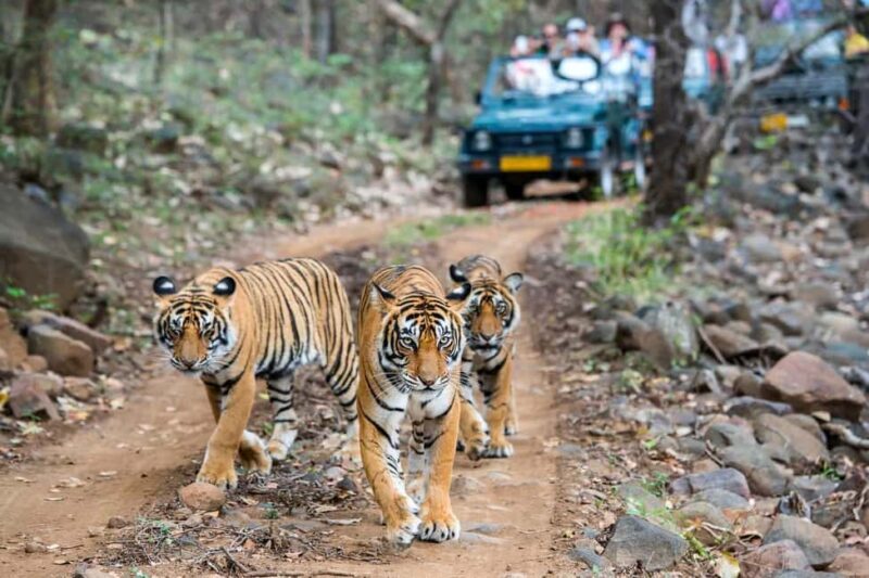 From Delhi: 4-Day Golden Triangle Tour with Tiger Safari - Authentic Insights from Past Travelers