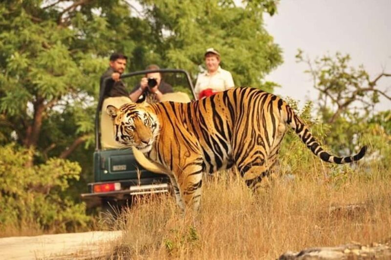 From Delhi: 4-Day Golden Triangle Tour with Tiger Safari - Good To Know
