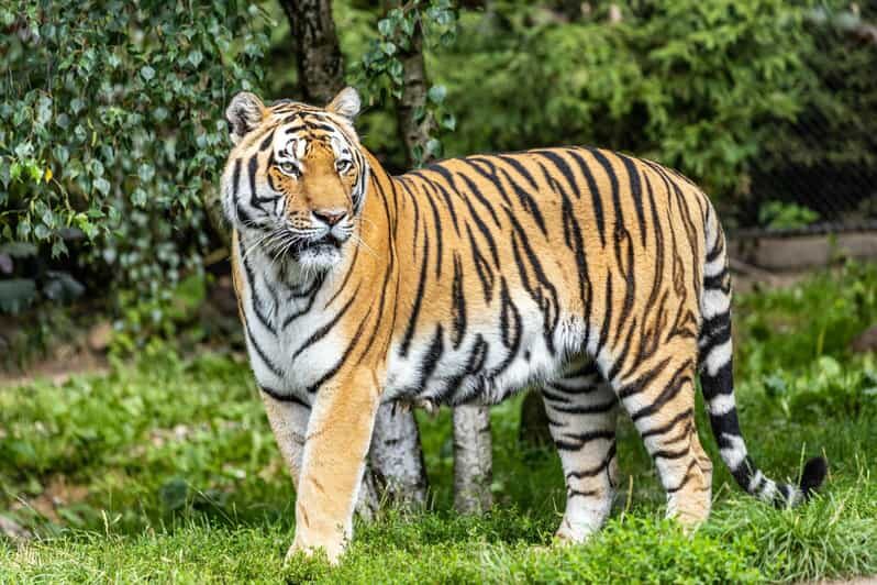 From Delhi: 4-Day Golden Triangle Tour with Tiger Safari - Good To Know  