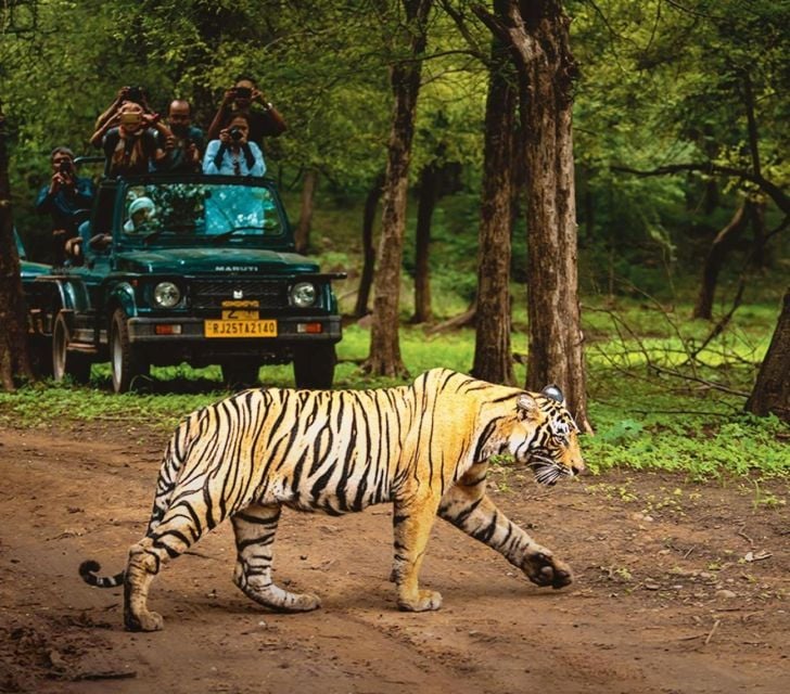 From Delhi: 5 Day Golden Triangle & Ranthambore Tiger Safari - Included Activities