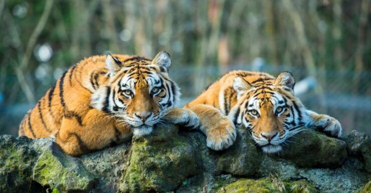 From Delhi: 5-Day Golden Triangle & Ranthambore Tiger Safari - Duration and Language Options