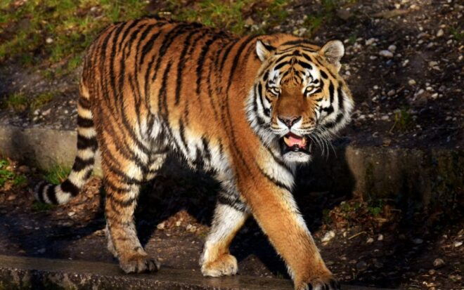 From Delhi: 5-Day Golden Triangle & Ranthambore Tiger Safari - Detailed Itinerary