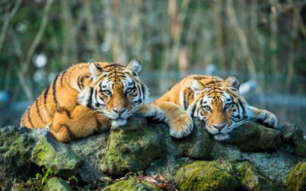 From Delhi: 5-Day Golden Triangle & Ranthambore Tiger Safari - Common Questions