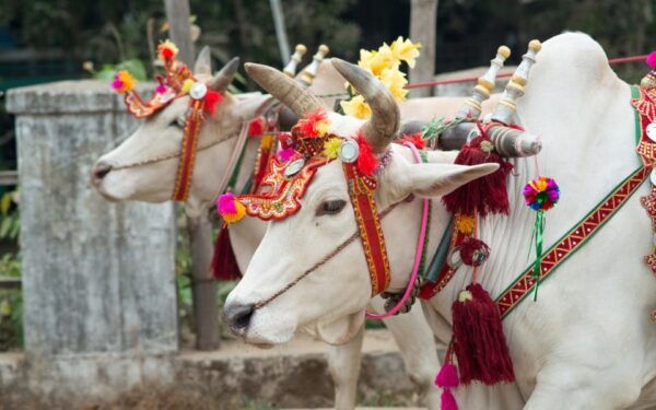 From Delhi: 5-Day Golden Triangle & Ranthambore Tiger Safari - The Sum Up