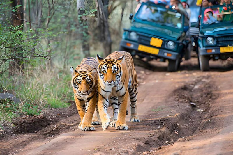 From Delhi: 5 Day Golden Triangle Tour with Tiger Safari - The route at a glance