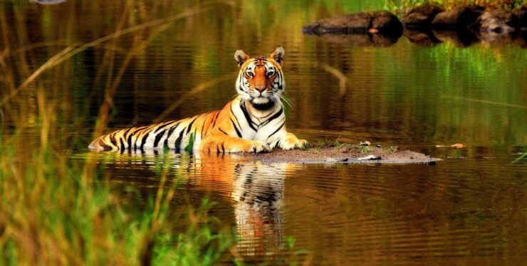 From Delhi: 5-Day Tiger Safari & Golden Triangle Tour - Tour Highlights and Itinerary