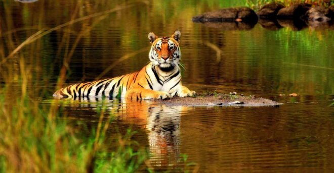 From Delhi: 5-Day Tiger Safari & Golden Triangle Tour - Visiting Delhi: Day 1
