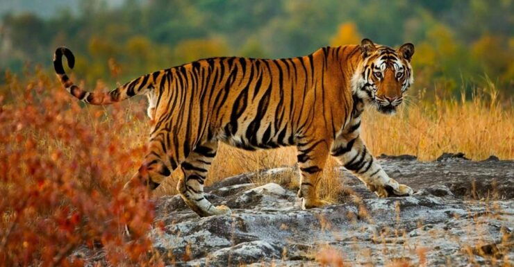 From Delhi: 5-Day Tiger Safari & Golden Triangle Tour - Tour Details