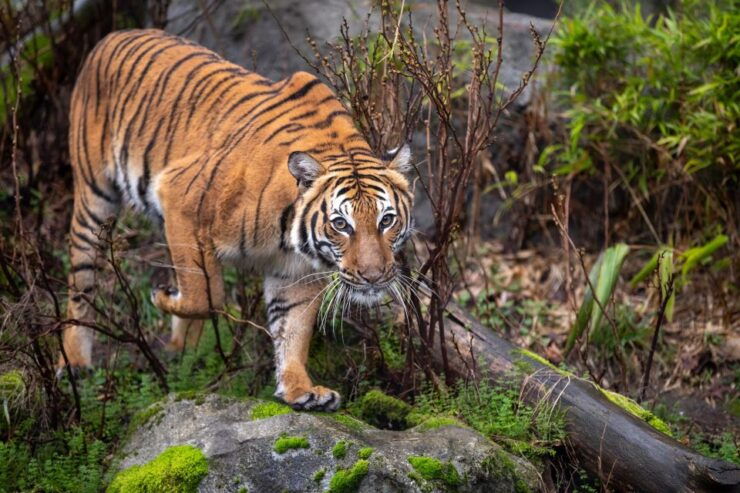 From Delhi: 5-Day Tiger Safari & Golden Triangle Tour - Itinerary Highlights