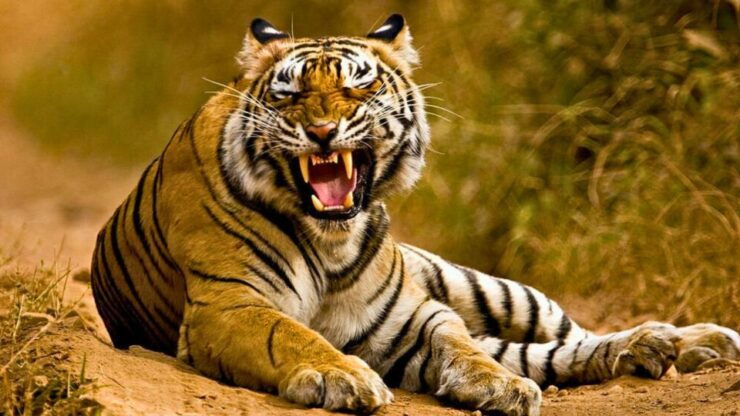 From Delhi: 5-Days Golden Triangle Tour With Tiger Safari - Itinerary Highlights