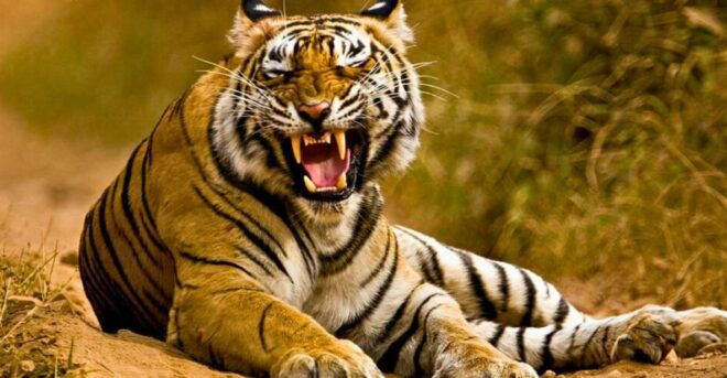 From Delhi: 5-Days Golden Triangle Tour With Tiger Safari - Inclusions and Amenities