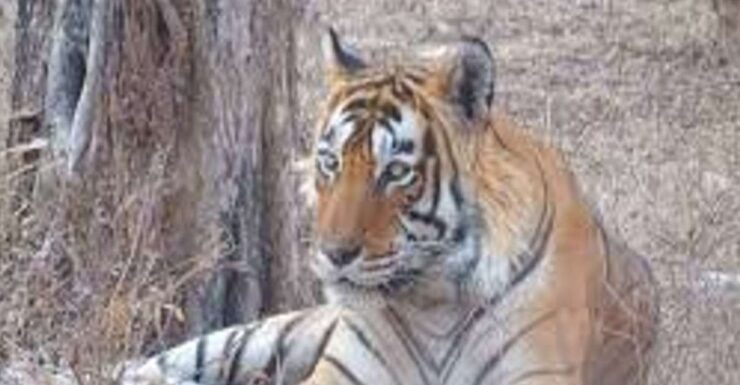 From Delhi: 5 Days Golden Triangle W/Ranthambore Tiger Safai - Itinerary Highlights