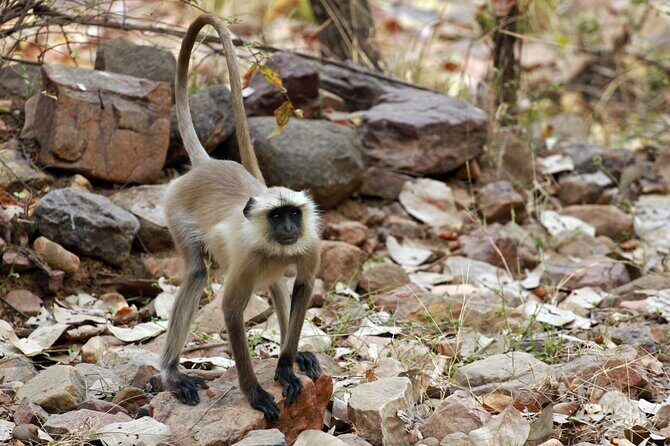 From Delhi 5 Days Private Golden Triangle Tour With Ranthambore - A Closer Look at the Itinerary  