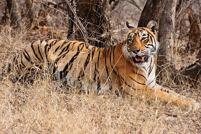 From Delhi 5 Days Private Golden Triangle Tour With Ranthambore - Good To Know
