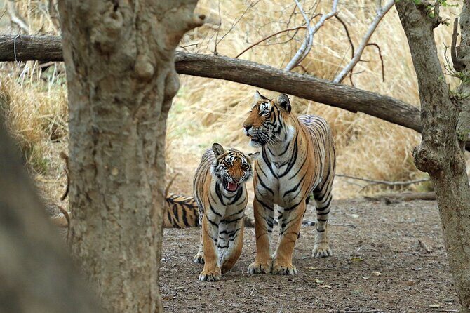 From Delhi 5 Days Private Golden Triangle Tour With Ranthambore - An In-Depth Look at the 5-Day Golden Triangle & Ranthambore Tour