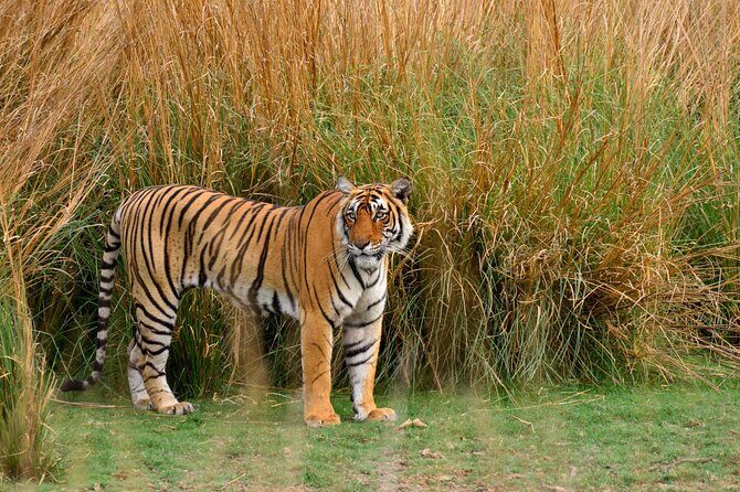 From Delhi 5 Days Private Golden Triangle Tour With Ranthambore - Who Will Love This Tour?