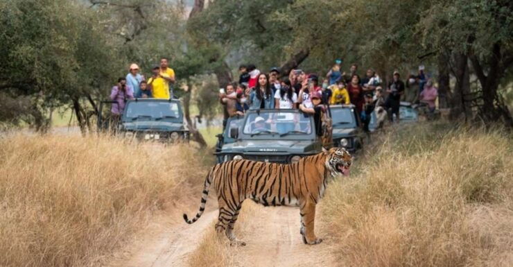 From Delhi: 6-Day Golden Triangle & Ranthambore Tiger Safari - Delhi Sightseeing and Hotel Check-in