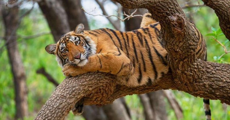 From Delhi : 6 Days Delhi, Jaipur, Agra & Ranthambore By Car - Good To Know