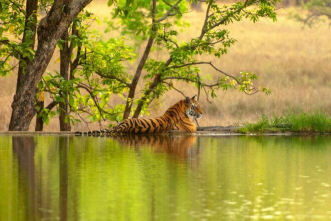 From Delhi: 6 Days Golden Triangle Tour With Ranthambore - Customer Reviews and Ratings