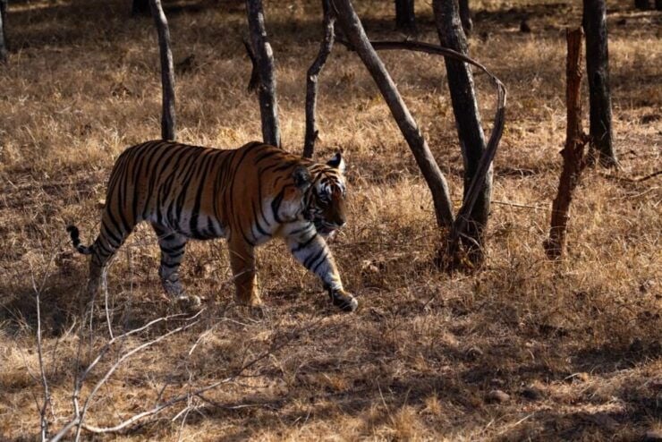 From Delhi: 7-Day Golden Triangle Tour & Ranthambore Safari - Highlights of the Golden Triangle