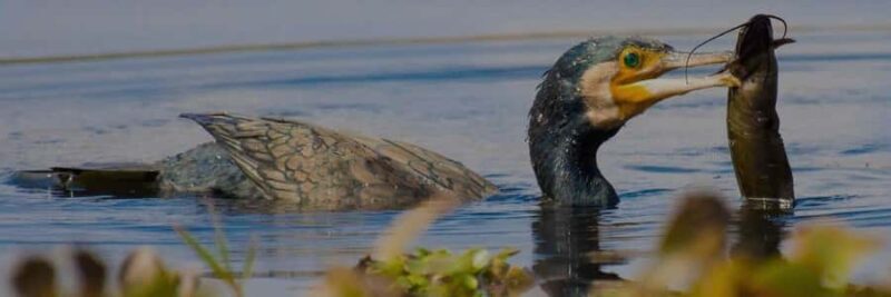 From Delhi, Agra, or Jaipur: Bharatpur Bird Sanctuary Tour - Setting Expectations: The Day Tour Experience