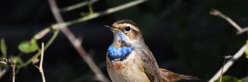 From Delhi, Agra, or Jaipur: Bharatpur Bird Sanctuary Tour - The Practicalities: What to Know Before Booking