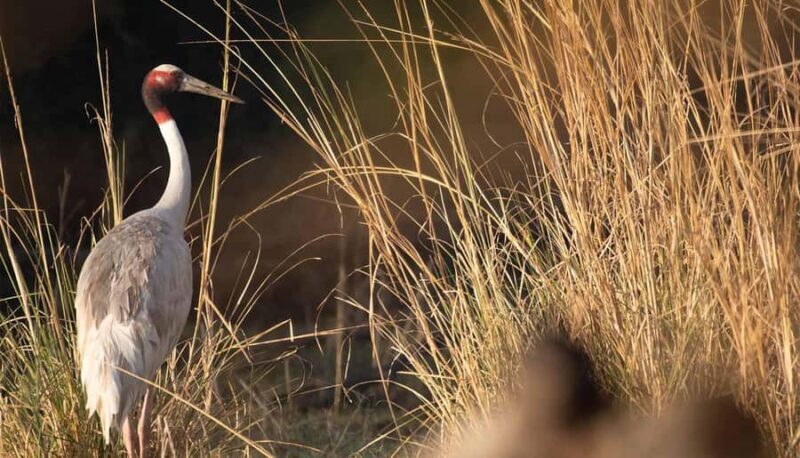 From Delhi, Agra, or Jaipur: Bharatpur Bird Sanctuary Tour - Final Thoughts