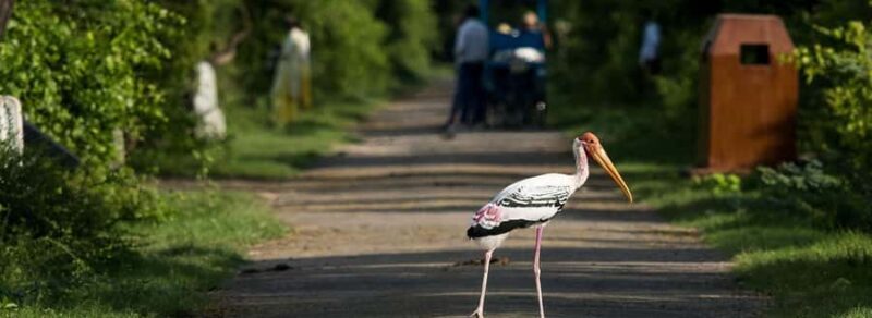 From Delhi, Agra, or Jaipur: Bharatpur Bird Sanctuary Tour - Good To Know