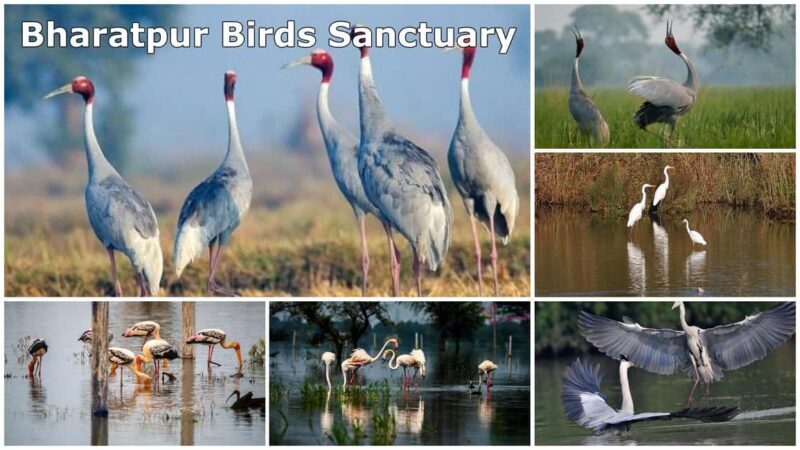 From Delhi: Bharatpur Bird Sanctuary Day Tour - Good To Know