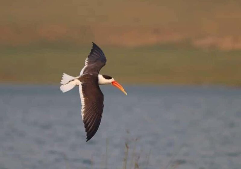 From Delhi: Chambal River Safari with Jeep and Boat Ride - An In-Depth Look at the Chambal River Safari