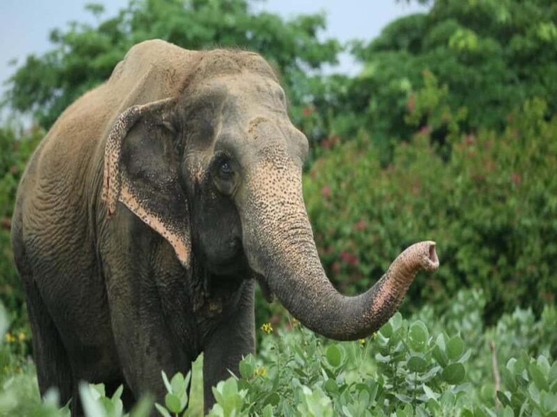 From Delhi: Day Trip to Taj Mahal, Agra Fort & Elephant SOS - Exploring the Taj Mahal and Agra Fort