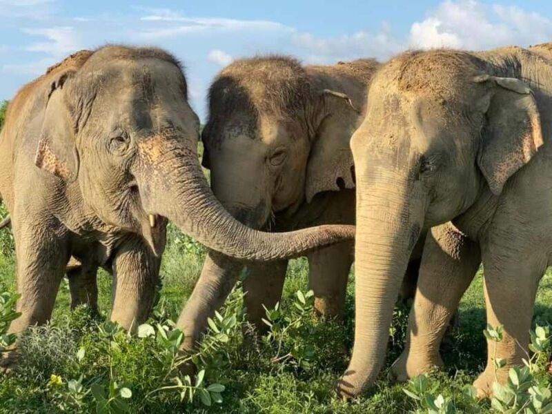 From Delhi: Day Trip to Taj Mahal, Agra Fort & Elephant SOS - Logistics and Overall Experience