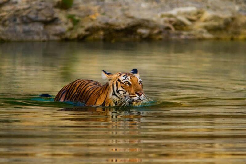 From Delhi: Delhi Ranthambore 3 Days private Tour - Authentic Experiences & Unique Insights