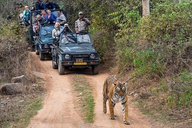 From Delhi: Delhi Ranthambore 3 Days private Tour - Good To Know