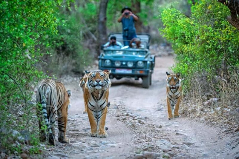 From Delhi: Delhi Ranthambore 3 Days private Tour - Practical Tips for Your Trip