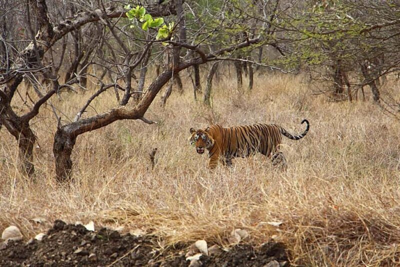 From Delhi: Delhi Ranthambore 3 Days private Tour - Who Should Consider This Tour?