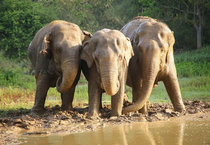 From Delhi : Elephant Conservation and Care Centre -Wildlife - Practicalities & Tips