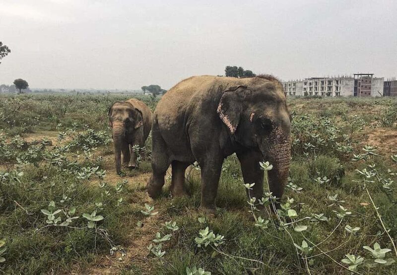From Delhi : Elephant Conservation and Care Centre -Wildlife - Authentic Guest Perspectives