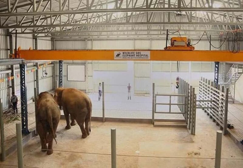 From Delhi : Elephant Conservation and Care Centre -Wildlife - The Sum Up