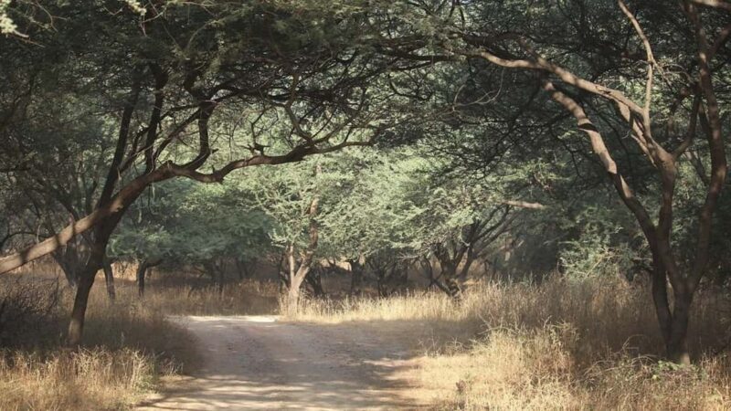 From Delhi: Full-Day Jaipur Tour with Jhalana Safari - Good To Know