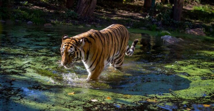 From Delhi: Golden Triangle Private Tour With Tiger Safari - Tour Overview