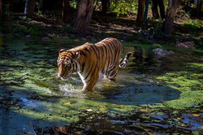 From Delhi: Golden Triangle Private Tour With Tiger Safari - Day-wise Itinerary